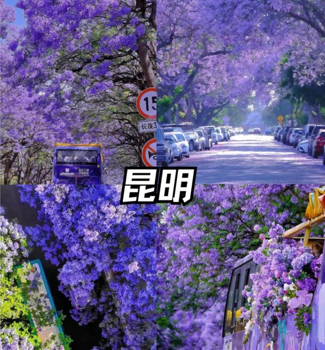 官方认证｜云南零购物纯玩旅行社十强出炉！5A资质闭眼冲不踩坑